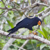 Black Caracara